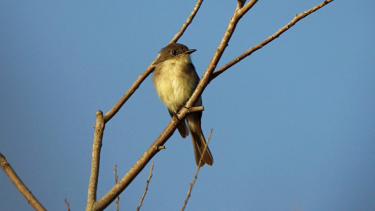 Eastern Phoebe - Skipper Anding