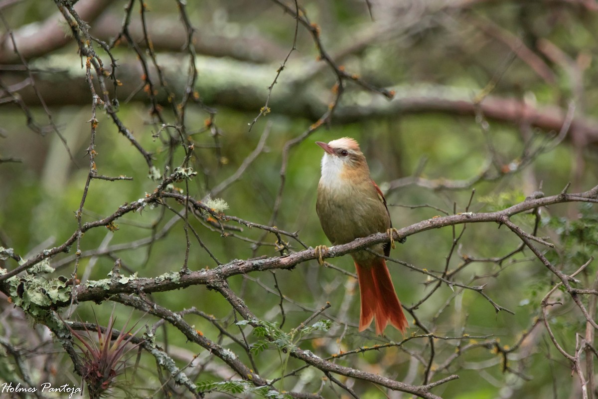Creamy-crested Spinetail - ML414950741