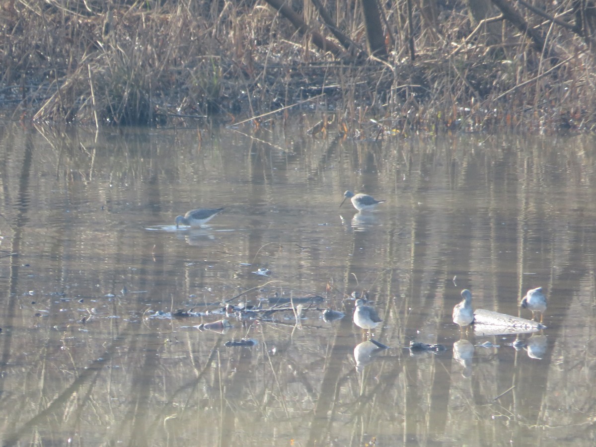 Greater Yellowlegs - ML414952151