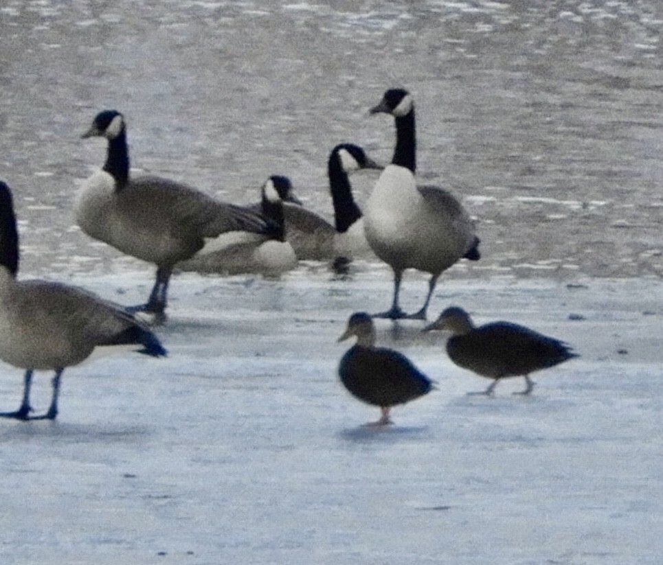 American Black Duck - ML414953371