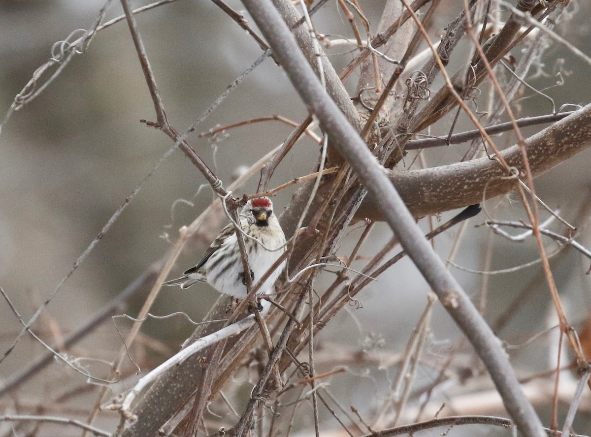 Common Redpoll - ML414954361