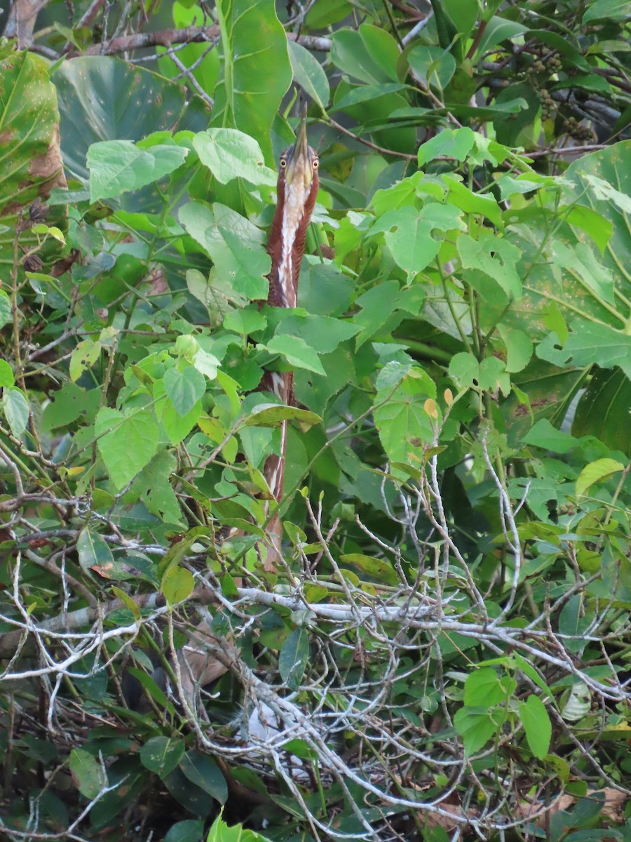 Rufescent Tiger-Heron - Jay Withgott