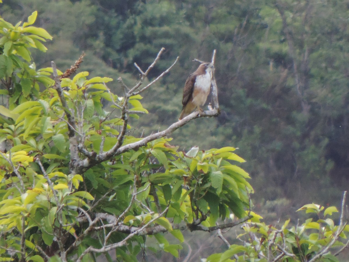 Red-tailed Hawk - ML414957041