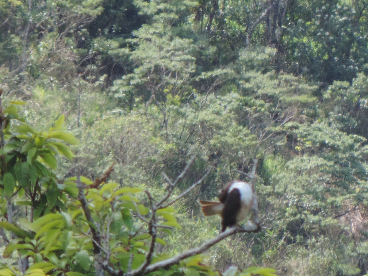 Red-tailed Hawk - ML414957051