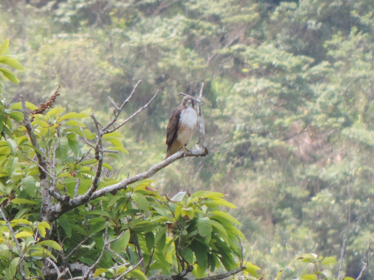 Red-tailed Hawk - ML414957061