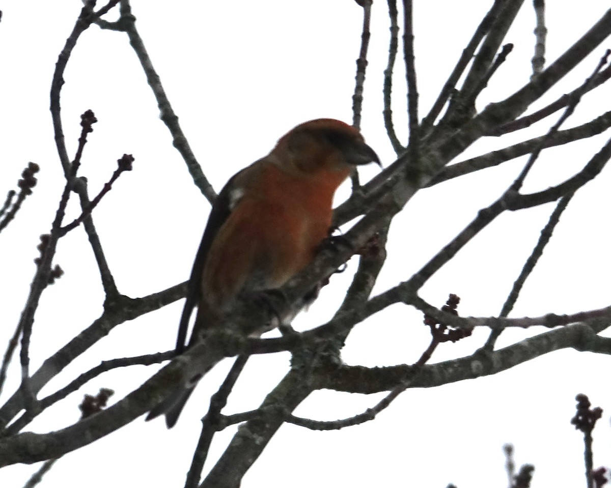 Red Crossbill - ML414957151