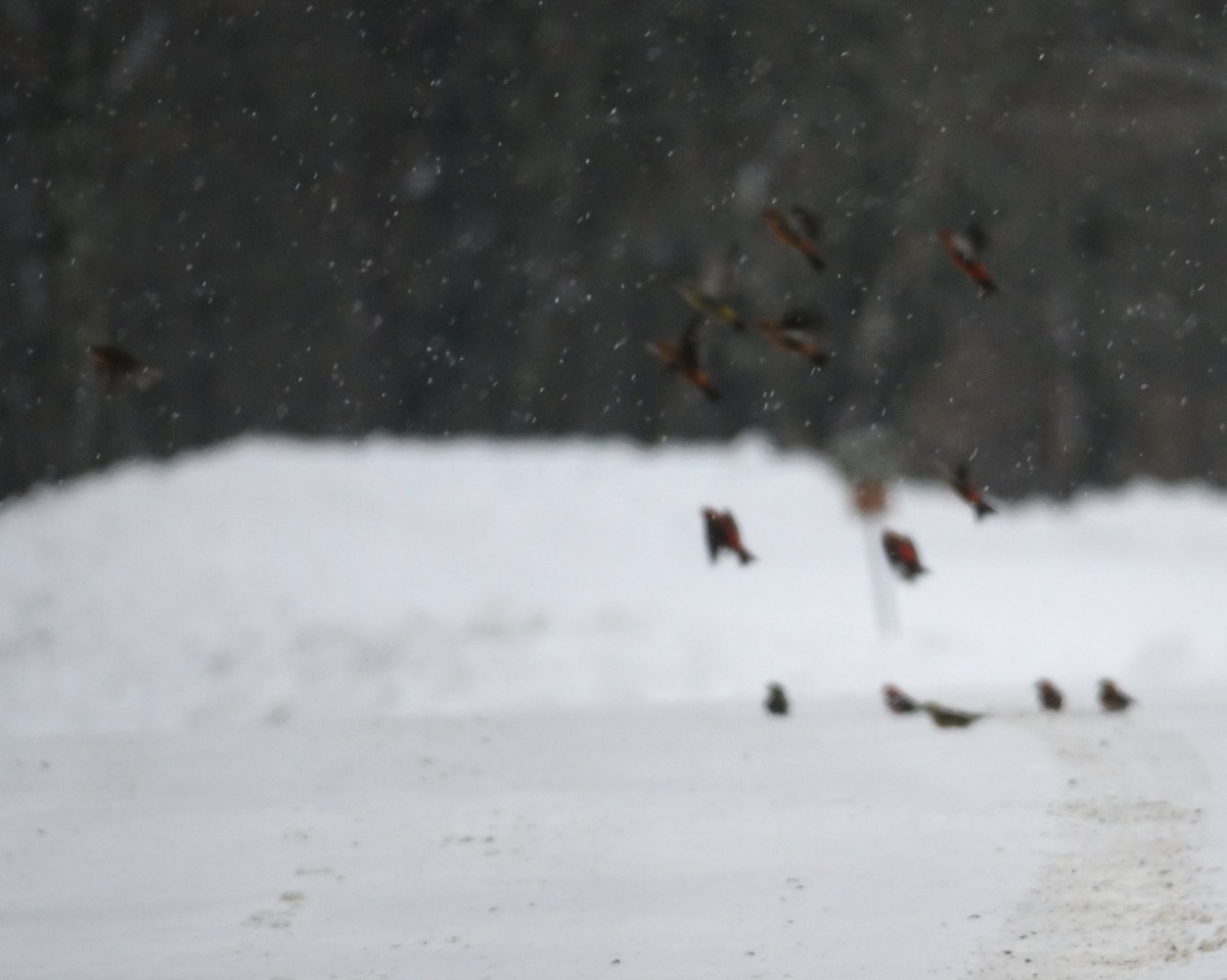 Red Crossbill - ML414957231