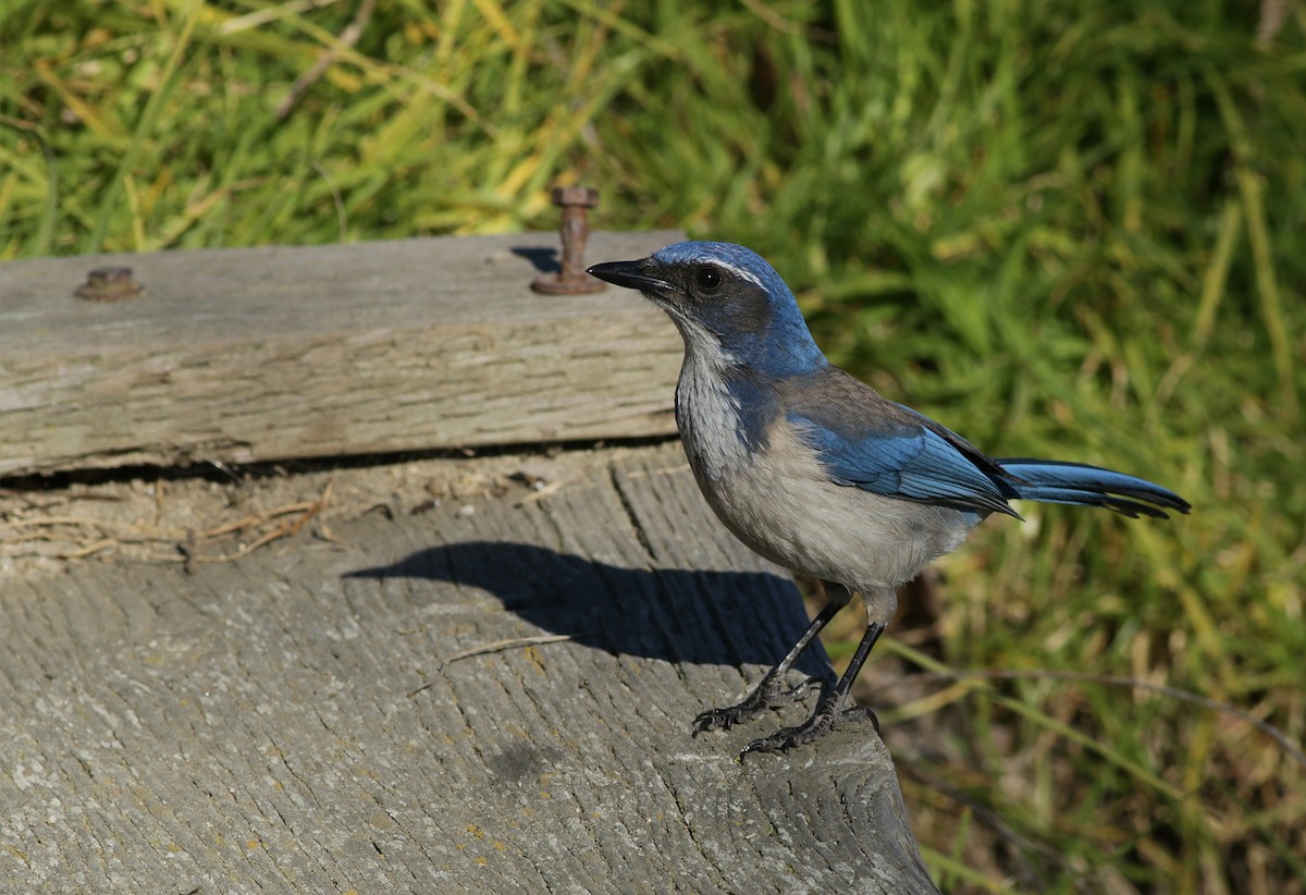 California Scrub-Jay - ML414957841