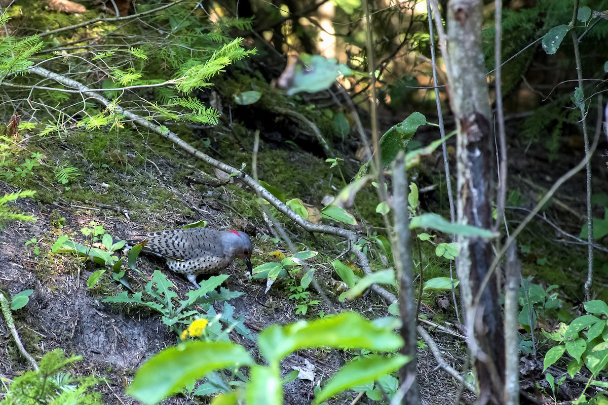 Northern Flicker - ML414958761