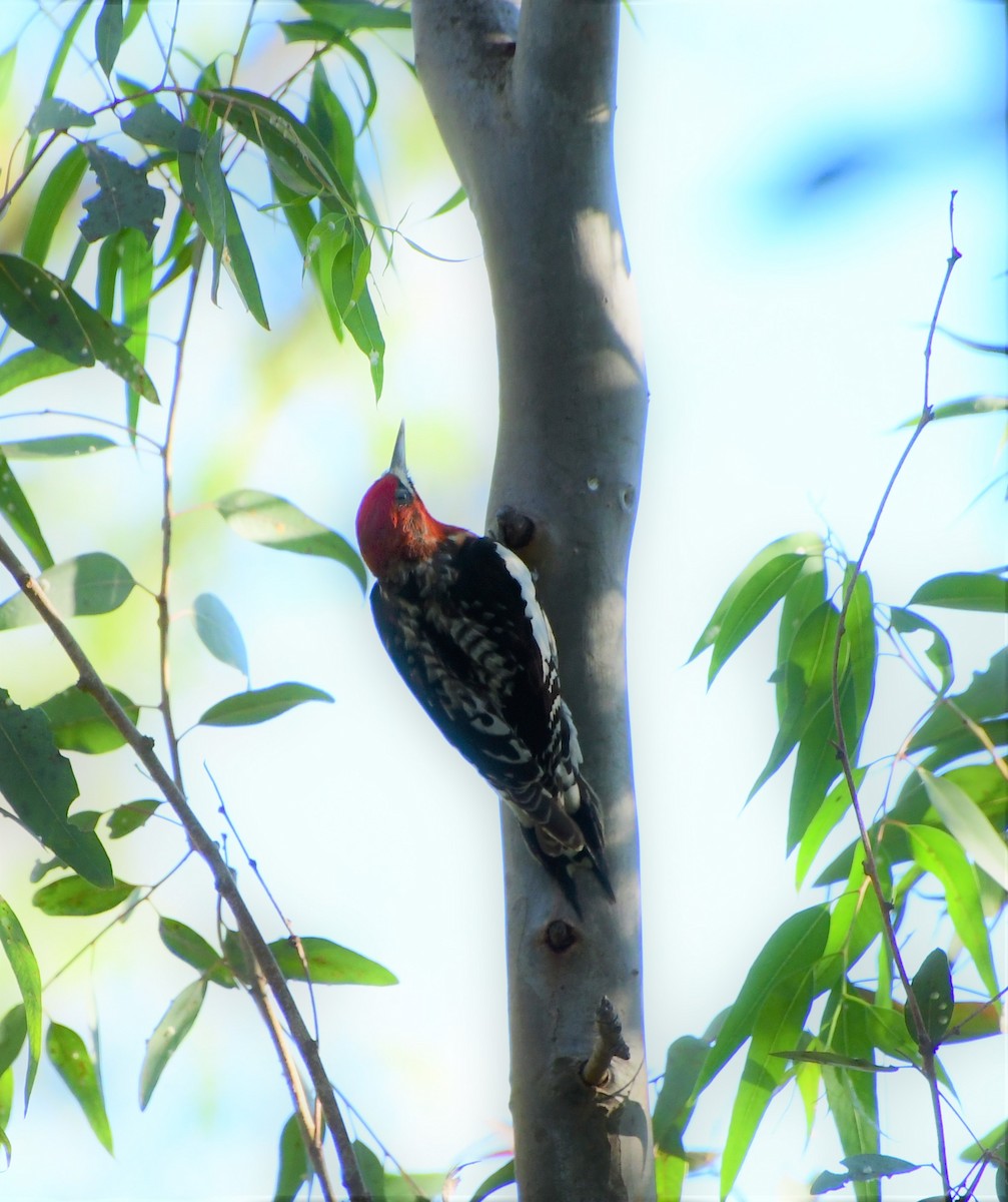 Red-naped/Red-breasted Sapsucker - Mohan Shenoy