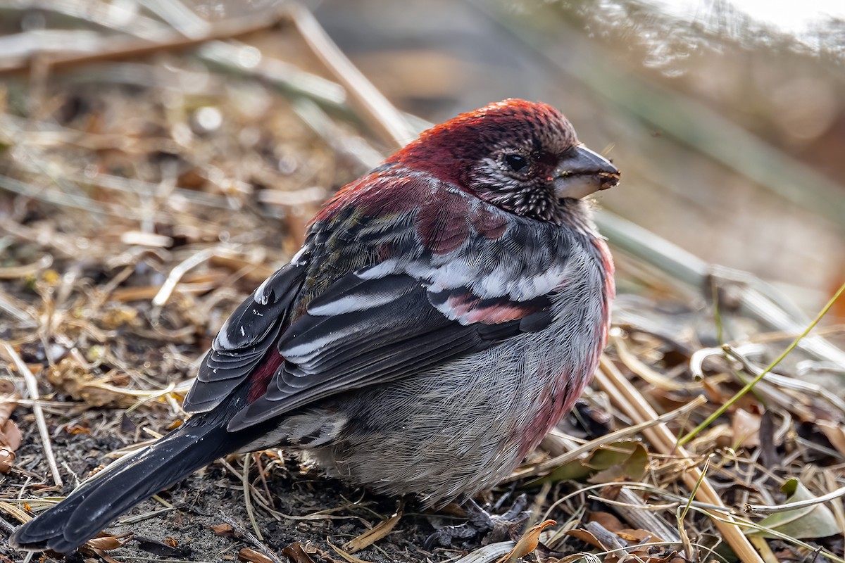 Three-banded Rosefinch - ML414961391