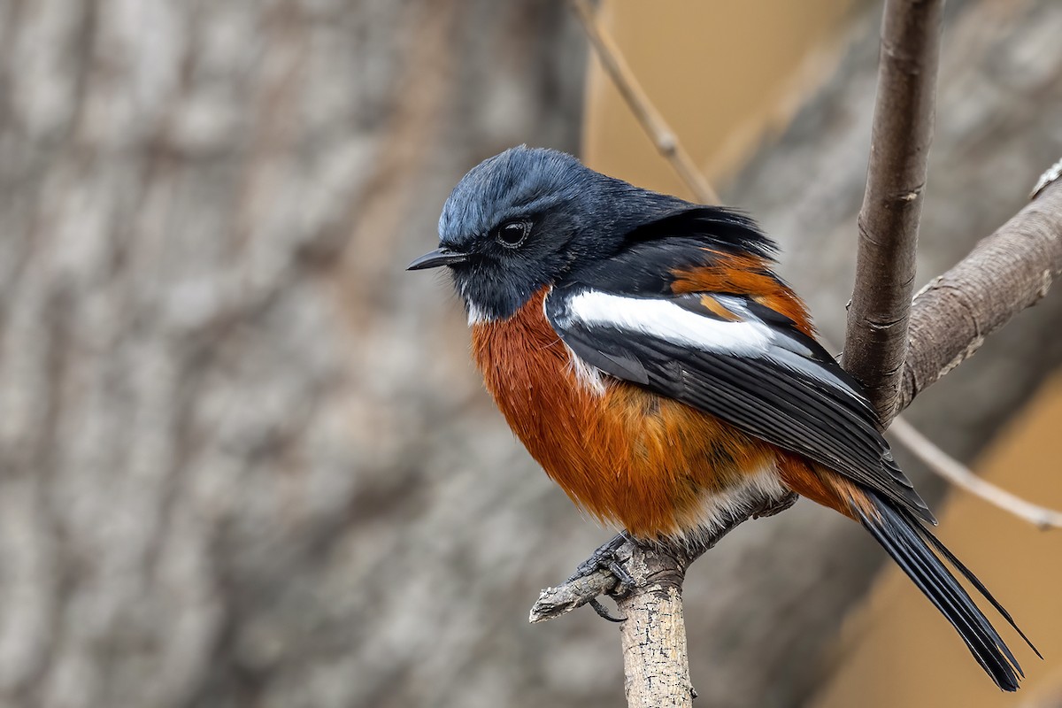 White-throated Redstart - ML414961491