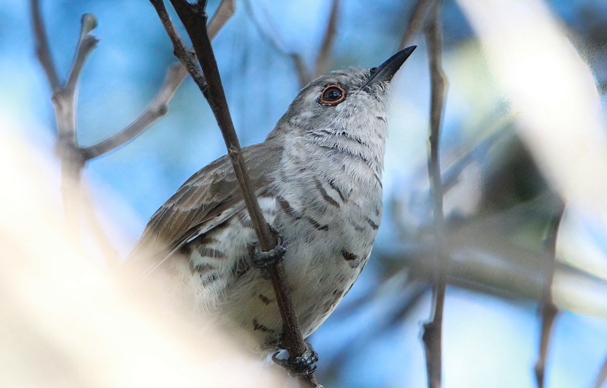 Little Bronze-Cuckoo - ML414963761