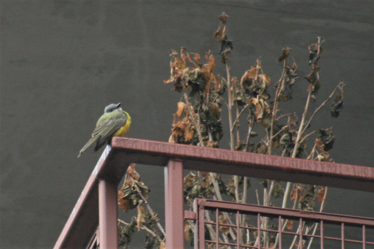 Couch's Kingbird - ML41496511