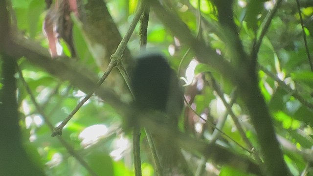 White-crowned Manakin - ML414965661