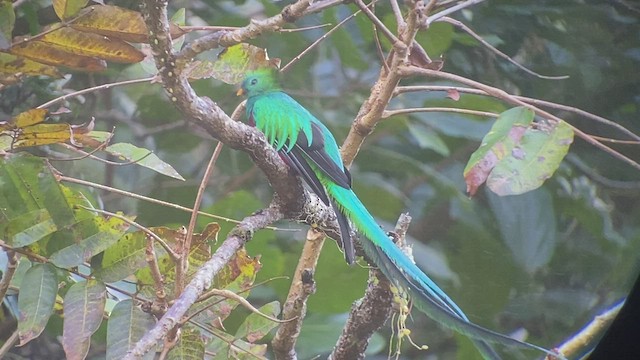 Quetzal resplendissant (costaricensis) - ML414966971