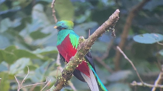 Quetzal resplendissant (costaricensis) - ML414967021