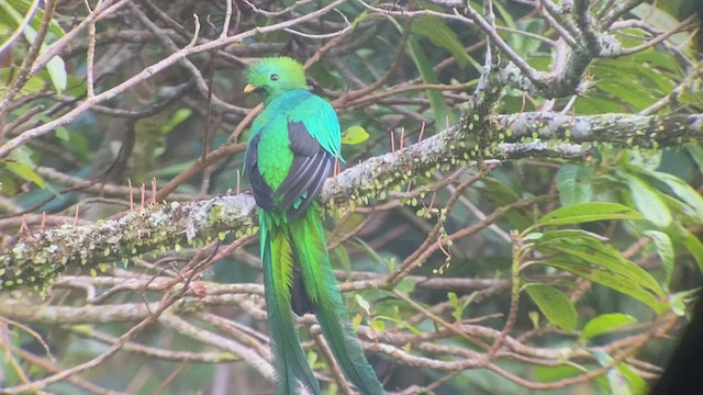 Quetzal resplendissant (costaricensis) - ML414967141
