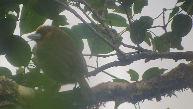 Güdük Barbet - ML414967591