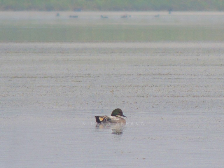 Falcated Duck - ML414967641