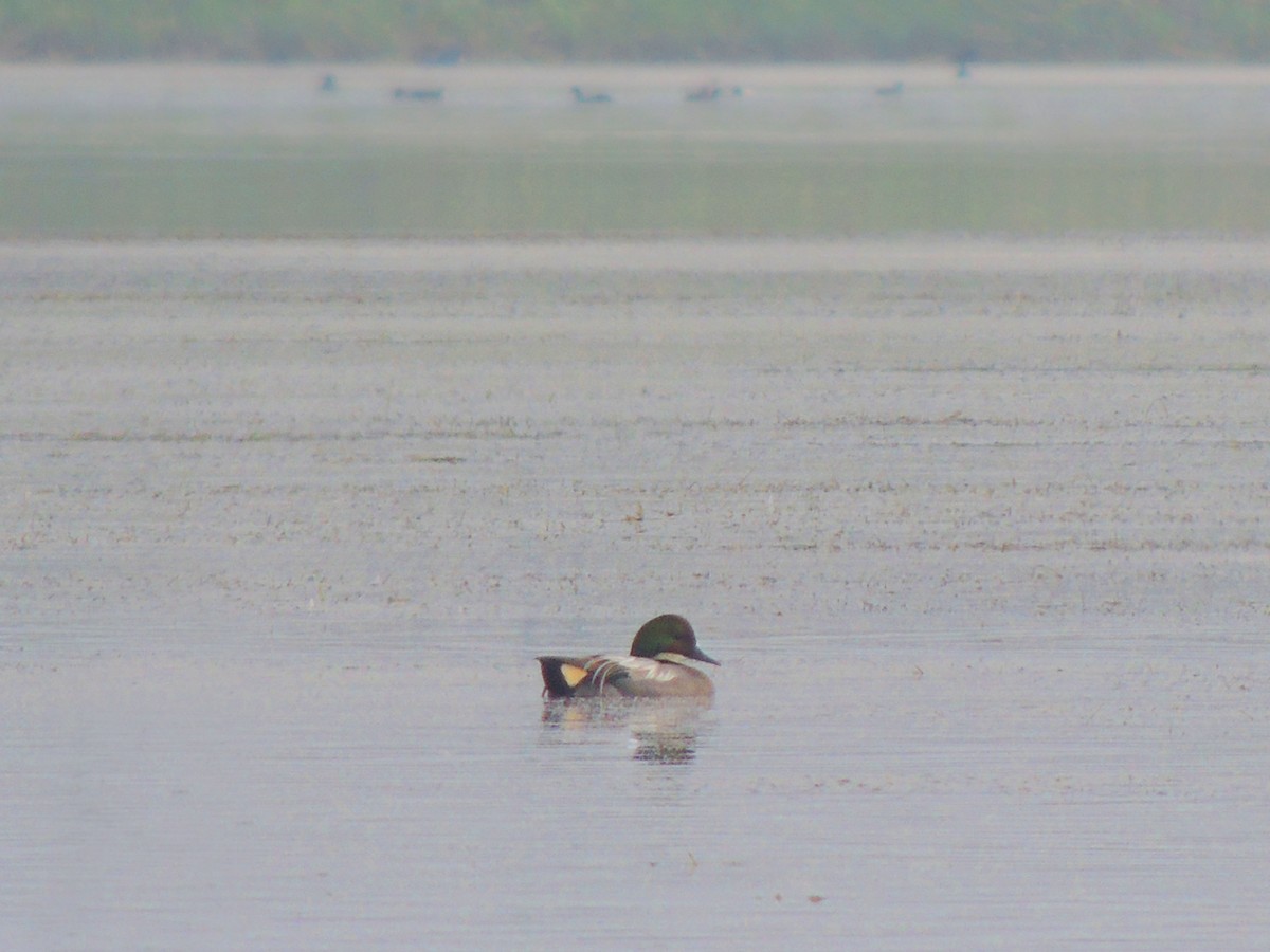 Falcated Duck - ML414967731