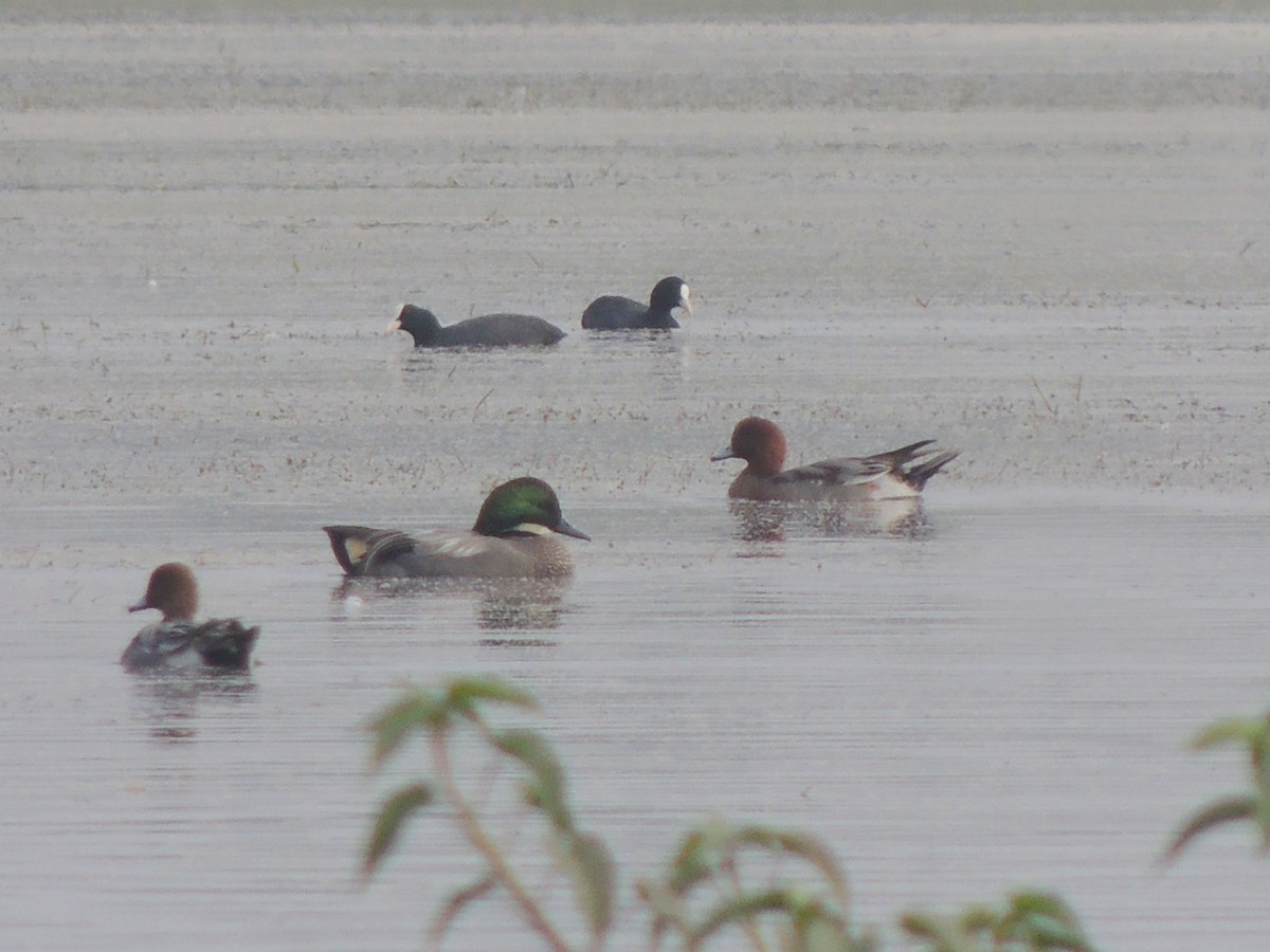 Falcated Duck - ML414967741