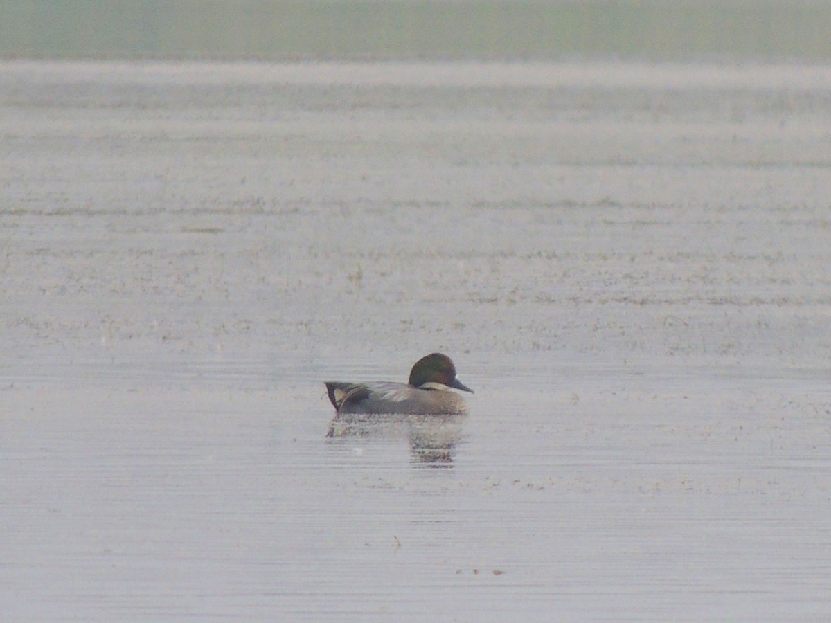 Falcated Duck - ML414967751