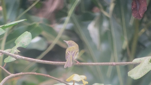 Mosquerito Ojiblanco - ML414968691