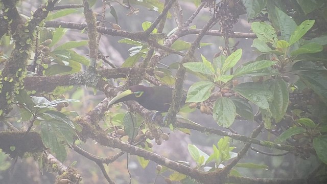 Yellow-eared Toucanet - ML414969161