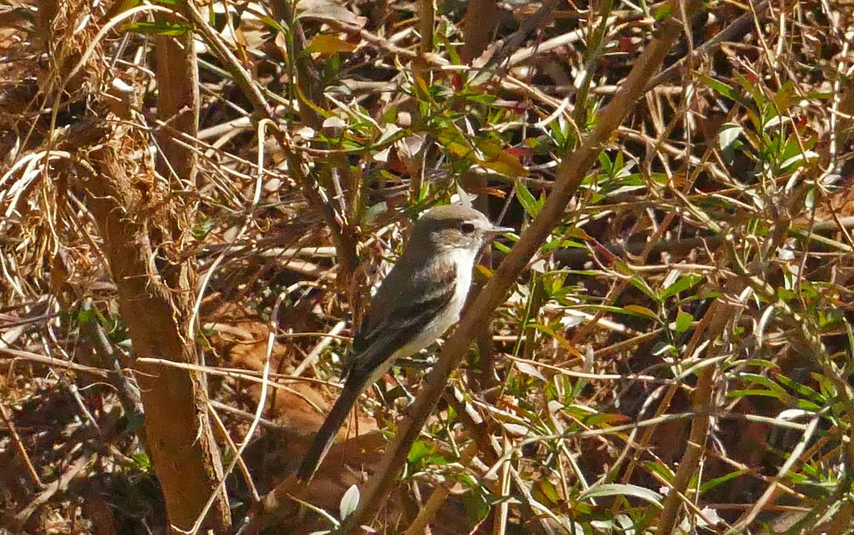 Gray Flycatcher - ML414969441