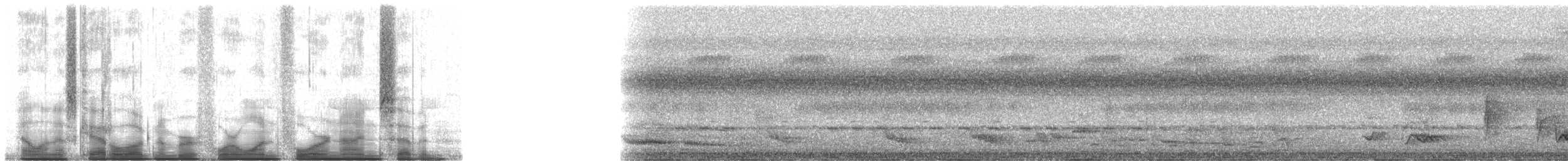 Gray-headed Bristlebill - ML41497