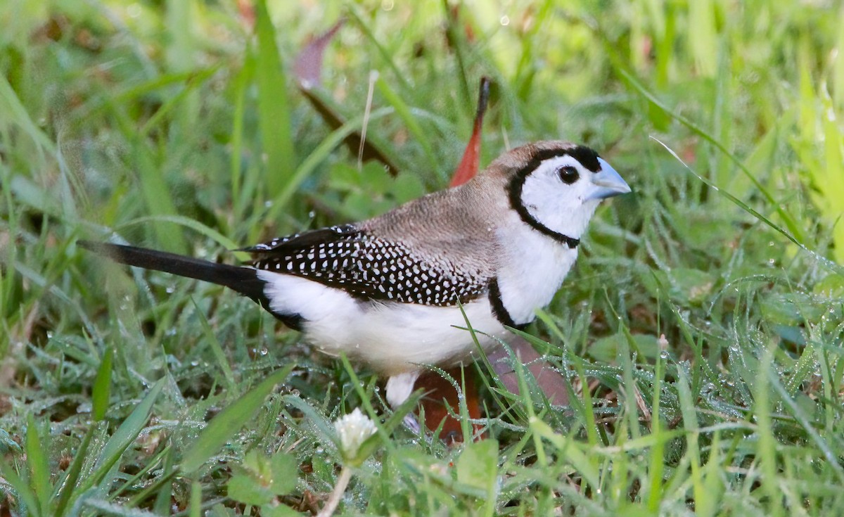 Double-barred Finch - ML414971081