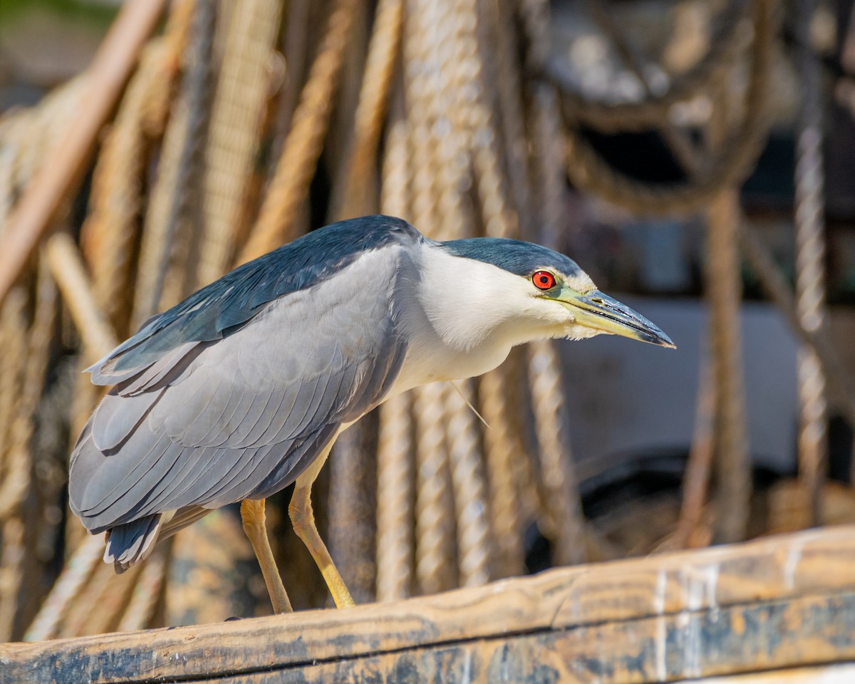 Black-crowned Night Heron - Dori Eldridge