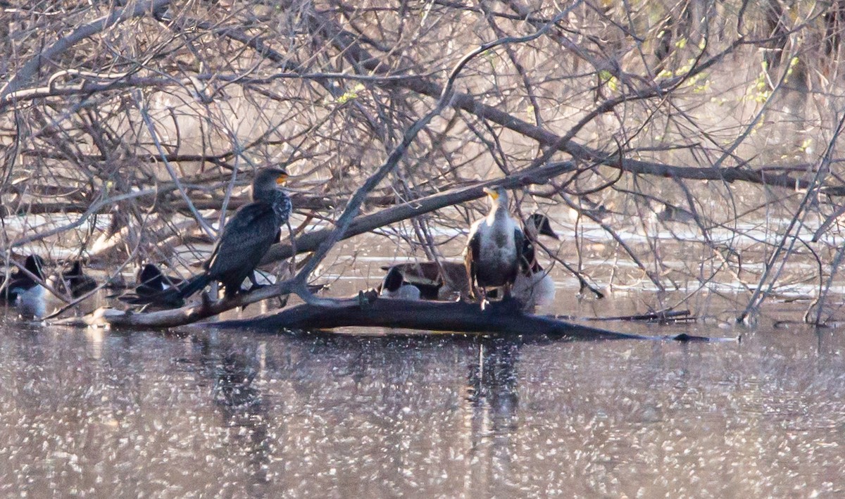 Double-crested Cormorant - ML414973251