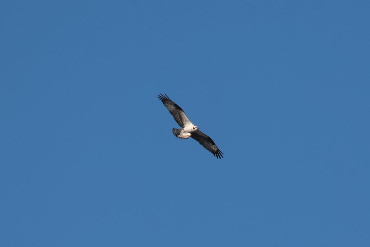 Balbuzard pêcheur - ML414973531