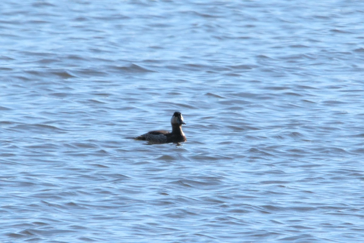 Ruddy Duck - Doug Norwood