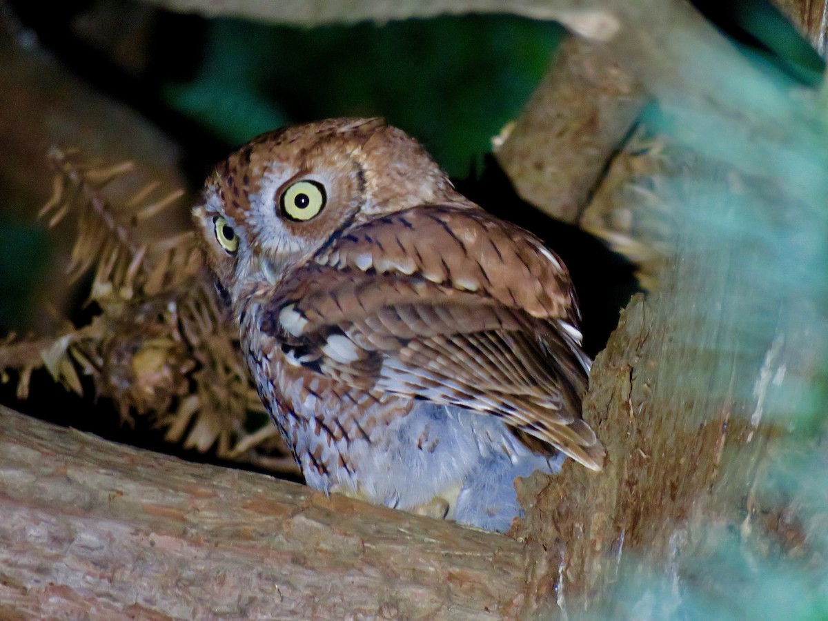 Eastern Screech-Owl - ML41497471