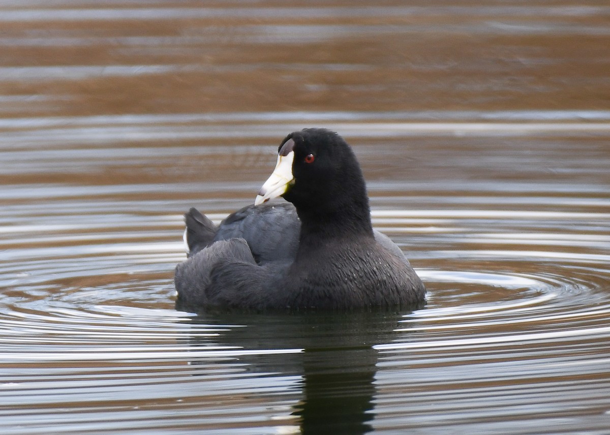 American Coot (Red-shielded) - ML414974801