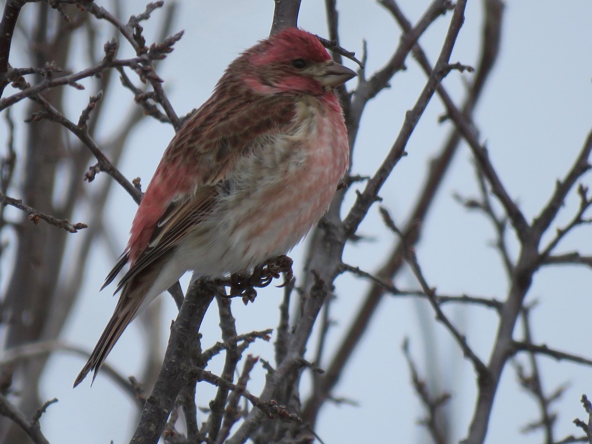 Purple Finch - Nancy Henke