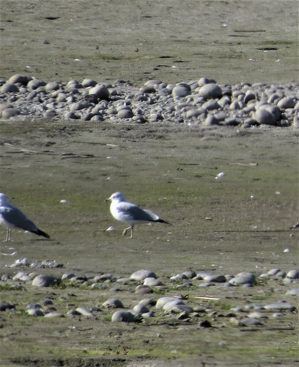 Ring-billed Gull - ML414975411