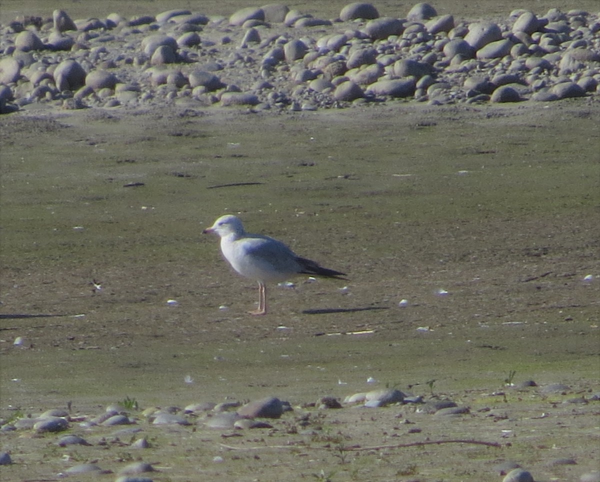 Herring Gull (American) - ML414975511