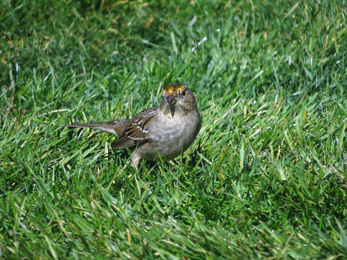 Golden-crowned Sparrow - ML414975871