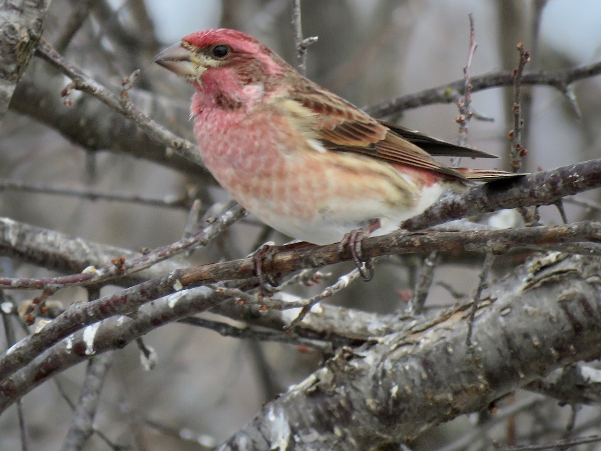 Purple Finch - ML414975961