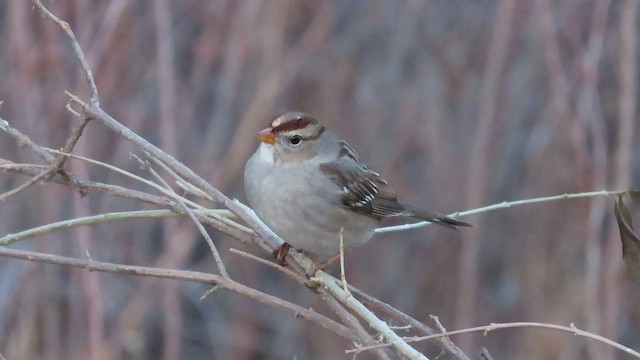 White-crowned Sparrow (Gambel's) - ML414976801