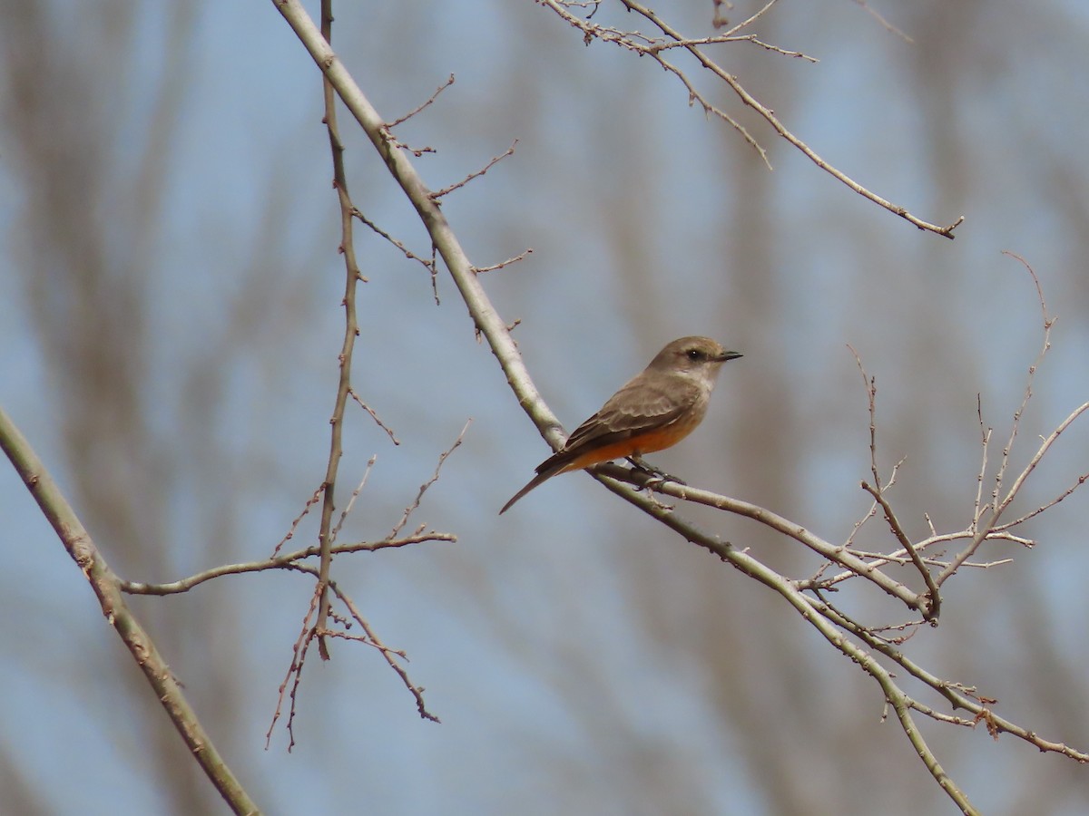 Vermilion Flycatcher - ML414977661