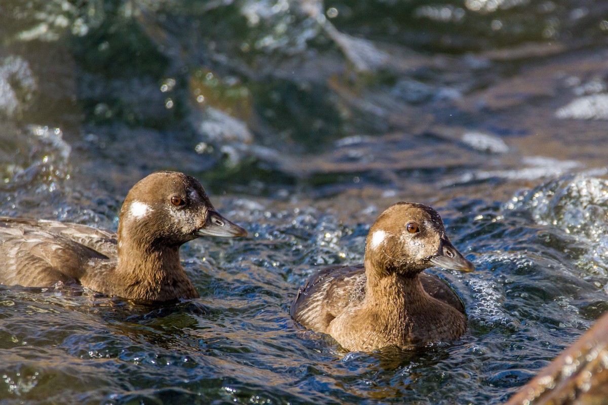 Harlequin Duck - ML41497961