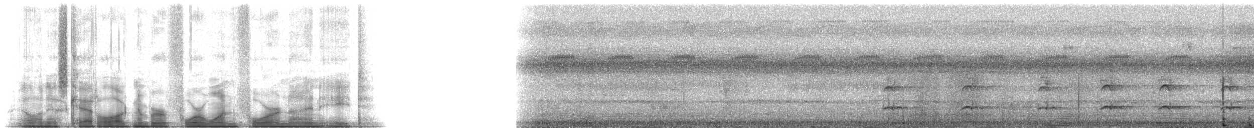 West African Pied Hornbill - ML41498