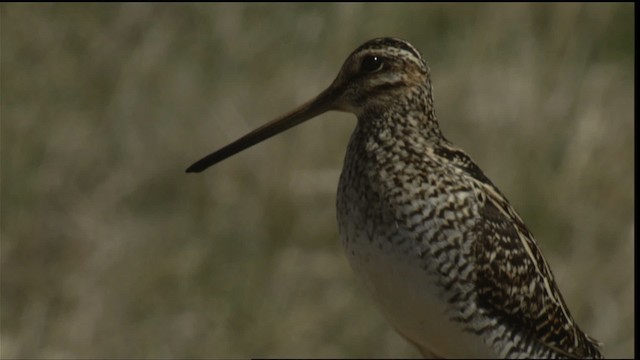 Wilson's Snipe - ML414981