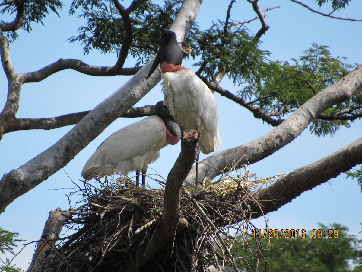 Jabiru - ML41498121