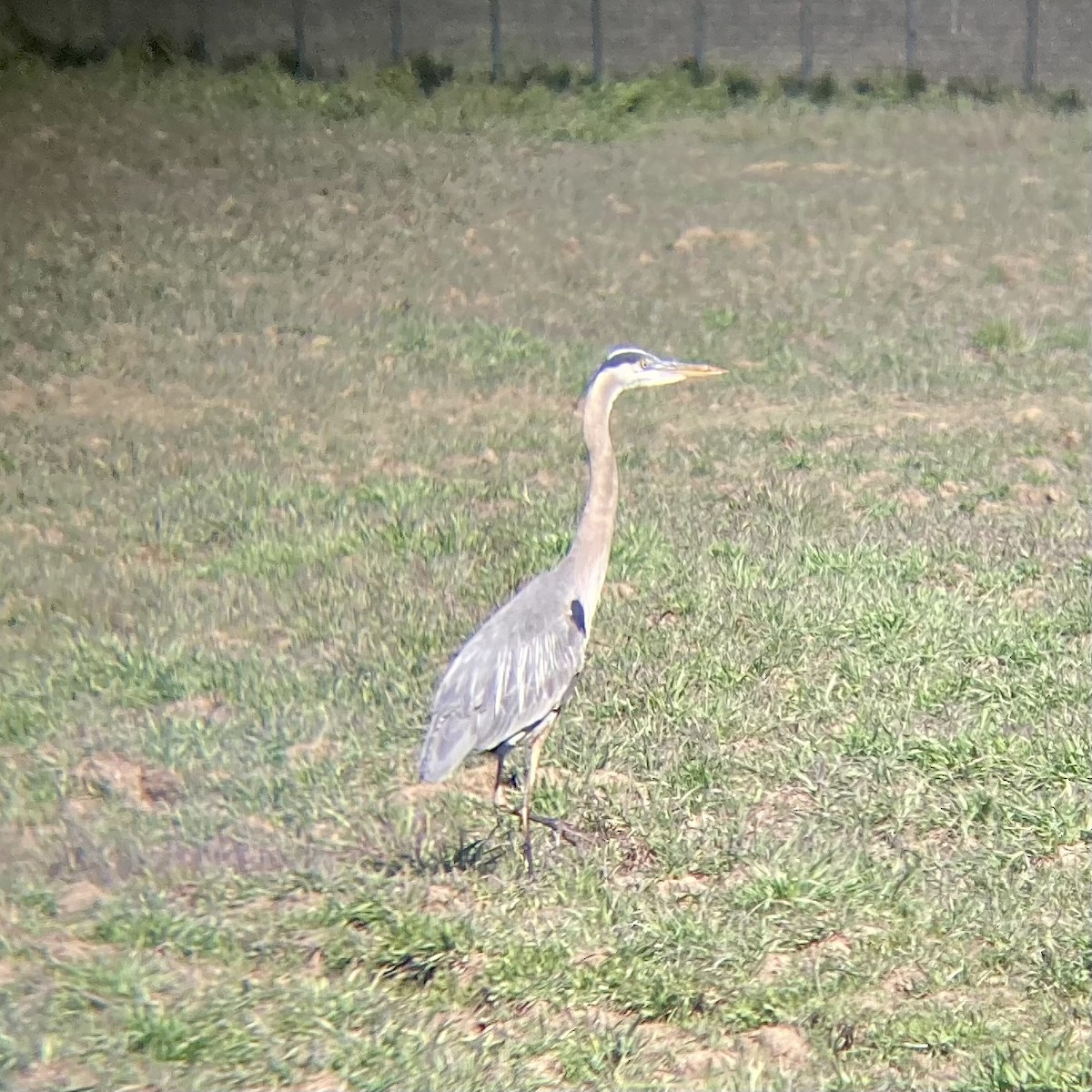 Great Blue Heron - ML414981521